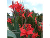 Red Aquatic Canna <br> Live plants, not bulbs