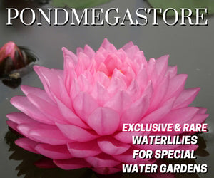 Pink Pom Pom Water Lily <br> Large Hardy Water Lily <br> - pondmegastore