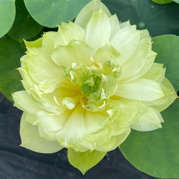 Prairie Star Lotus<br>A Green Lotus Flower!