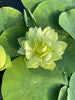 Prairie Star Lotus<br>A Green Lotus Flower!