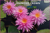 Diamond Crown ISG Hardy Water Lily - Pond Megastore