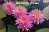 Diamond Crown, NEW! <br>Champion Lily, Very Limited <br> Ships June 2023!