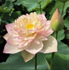 Happy Children Lotus  <br>Exceptionally charming flowers!