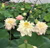 Happy Children Lotus  <br>Exceptionally charming flowers!