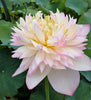 Pretty Flower Lotus  <br>  Simply sweet perfection!