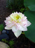 Pretty Flower Lotus  <br>  Simply sweet perfection!