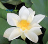 Princess Kennedy Lotus <br> Regal, white classic!