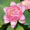 Prosperous Purple Lotus