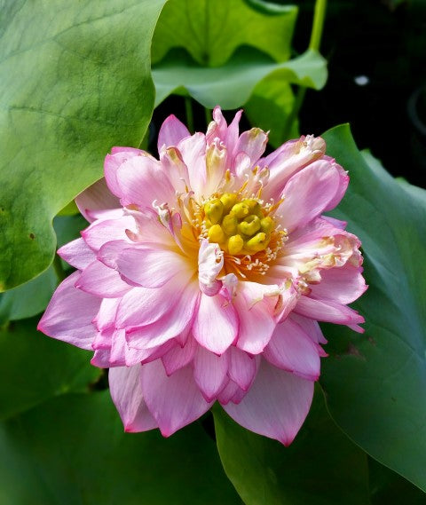 Purple Gold Lotus  <br>  Large blooms with beautiful drape and color!