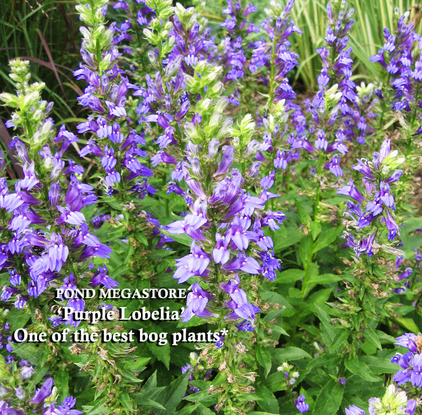 Blue Lobelia (Lobelia Vedrariensis) <br> - pondmegastore