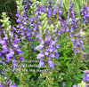 Starship Blue/Purple Lobelia - Ships Spring & Summer
