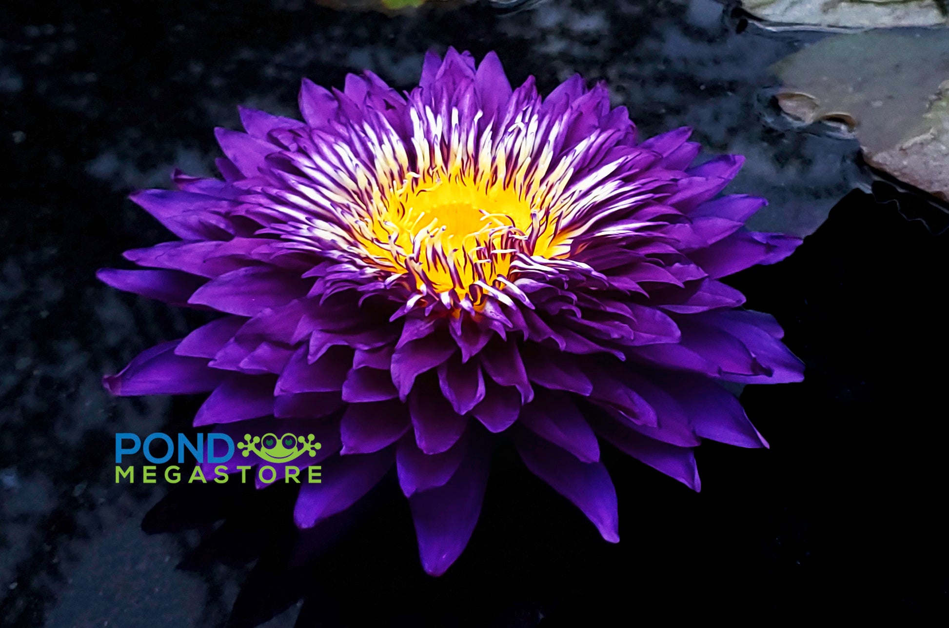 Purple Passion Water Lily <br> Large Water Lily <br> Incredible Large Flowers! - pondmegastore