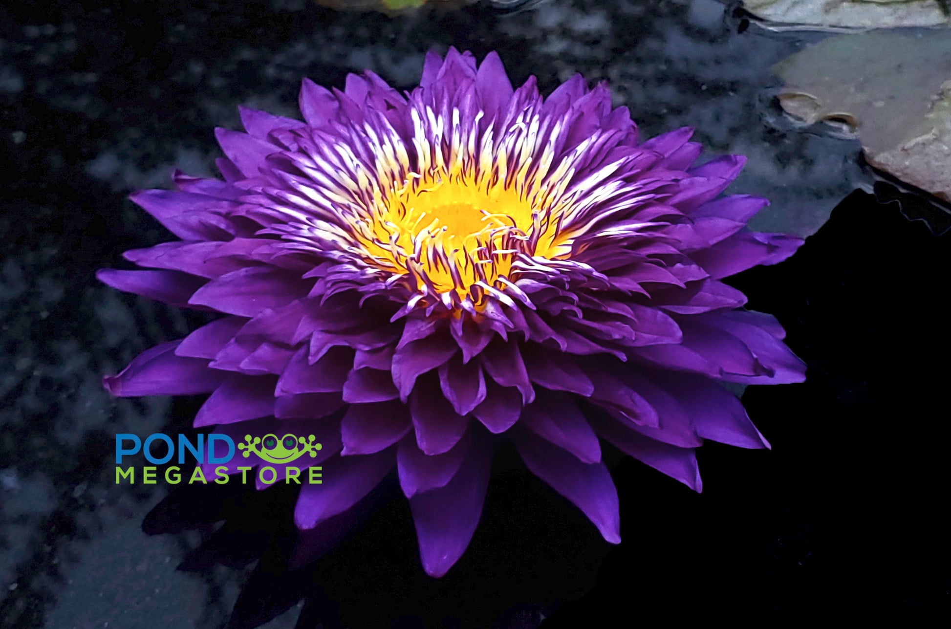 Purple Passion Water Lily <br> Large Water Lily <br> Incredible Large Flowers! - pondmegastore