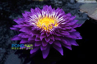 Purple Passion Water Lily <br> Large Water Lily <br> Incredible Large Flowers! - pondmegastore