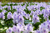 Water Hyacinth<br>Floating Pond Plants on Sale!