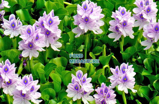 Water Hyacinth (Eichornia Crassipies) <br> Our most popular Floating Pond Plant <br> Live pond plants to your door! - pondmegastore