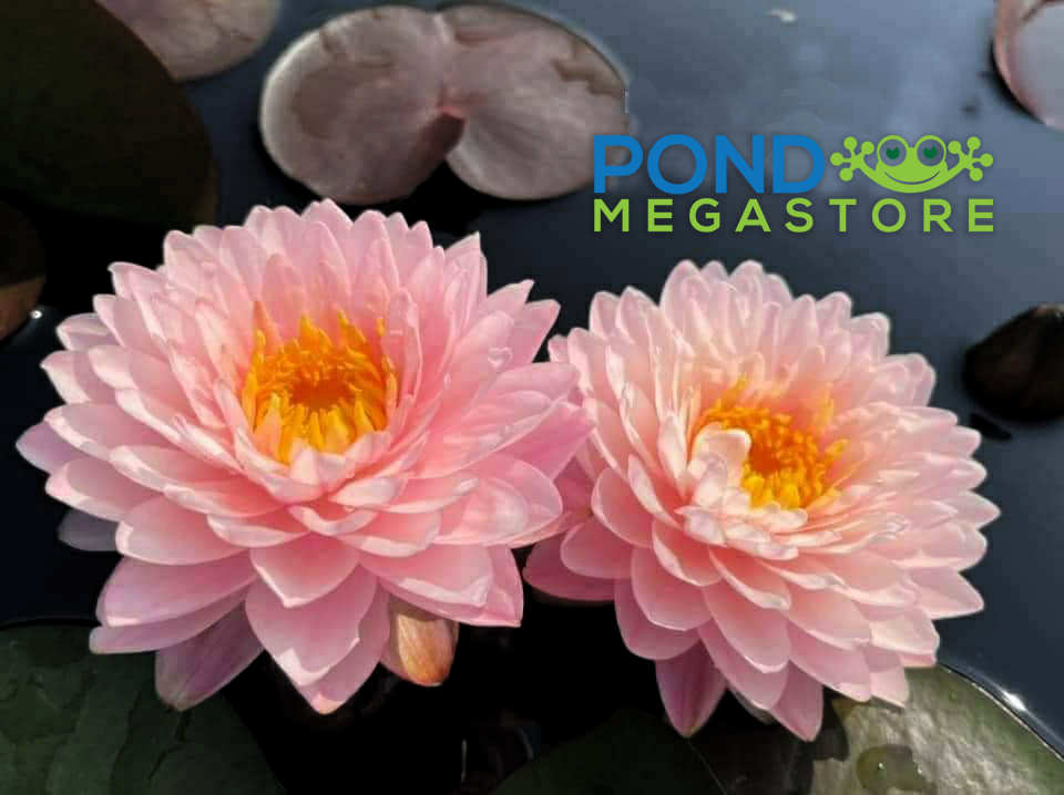 Puttan, NEW Pink Hardy Water Lily– Pond Megastore