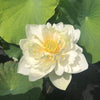 Puzhehei White Lotus  <br> Statuesque lotus with Splendiferous blooms!