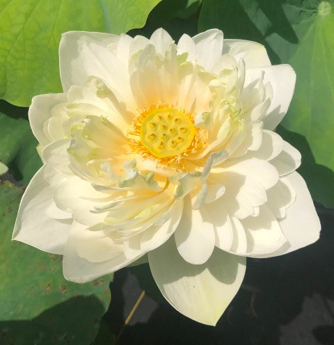Puzhehei White Lotus