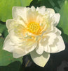 Puzhehei White Lotus