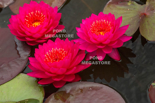 Razzberry Waterlily <br> Large Hardy Water Lily <br> - pondmegastore