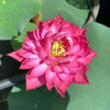Red Canal Lotus   <br>  Vibrant Red!