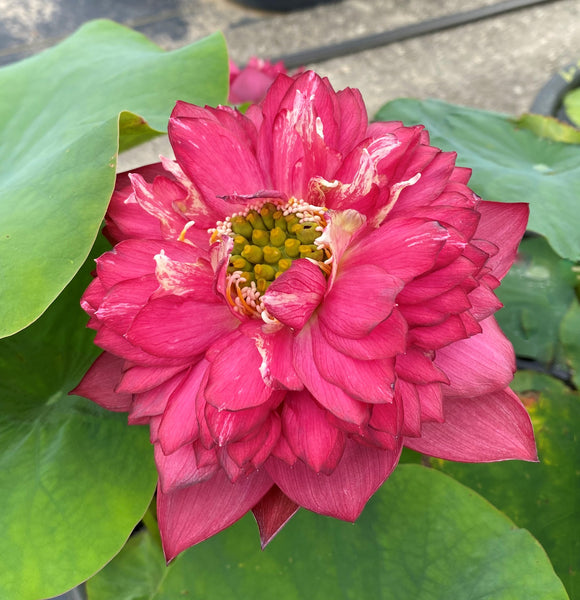 Red Phillips Lotus<br> Spectacular!