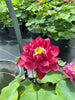 Red Symphony Lotus  <br>  Lush full flowers!