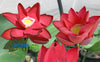Beijing Lotus <br> Brilliant Red!