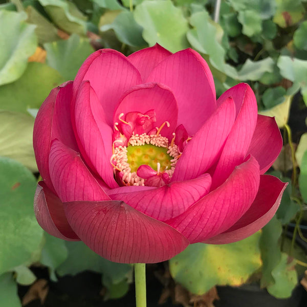 Jiaxing Lotus <br> Tall / Stunning, Single-Petal Red!