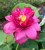 Jing Gang Shen Lotus <br> Tall - Brilliant-Red Heavy Bloomer!