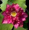 Ruijin Lotus <br>  Tall - Enticing flowers on this lotus!