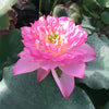 Shaoshan Lotus <br>   Fabulous bloomer!