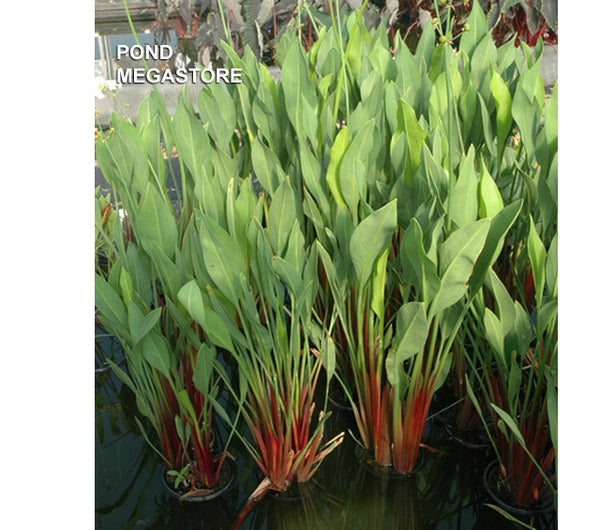 Red Stemmed Sagittaria (Sag. Lancifolia Rubrum)– Pond Megastore