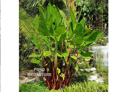 Red Stem, Thalia <br> Geniculata Ruminoides <br> Fast growing / Tall! - pondmegastore