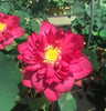 Red Tree Peony Lotus   <br>  Brilliant Red! Always a customer favorite!