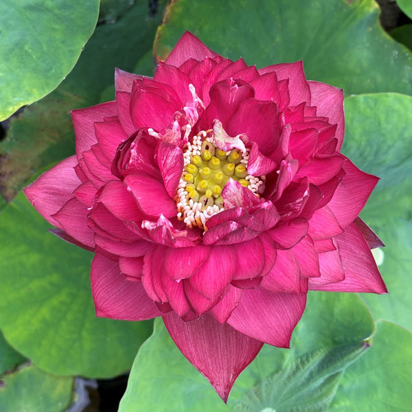 Red Symphony Lotus  <br>  Lush full flowers!