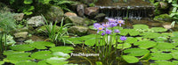 Waterlily World Pond Tabs + Humates (Choose Size) - pondmegastore