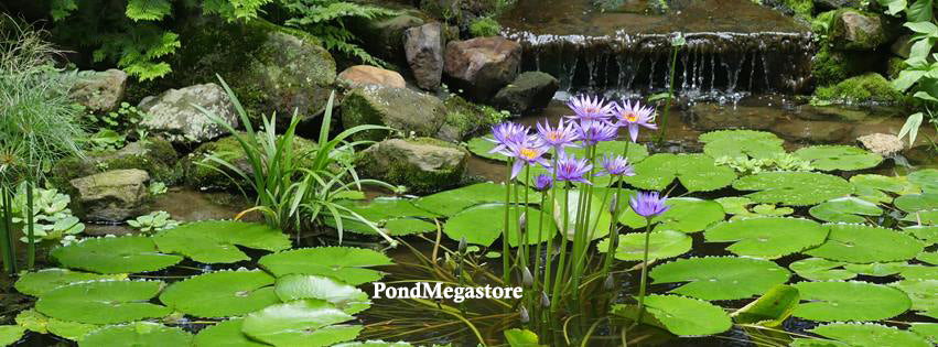 Pond Tabbs Aqauatic Plant Fertilizer (Choose Size) - pondmegastore