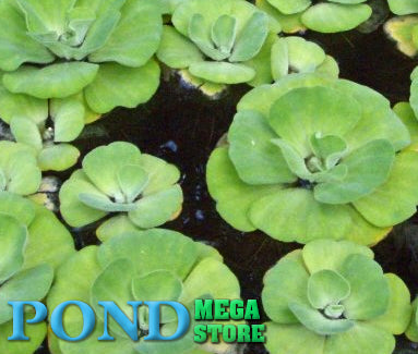 Blue Cloud Rosette Water Lettuce<br> Fast spreading <br> Prettiest Water Lettuce! - pondmegastore