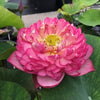 Rosy Red Duplicate Lotus  <br> Resplendent, deep, rich, pink blooms