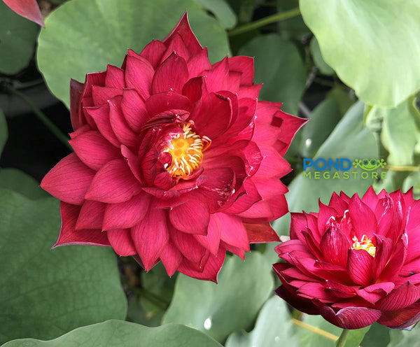 Rubies and Pearls Lotus <br> Tall Lotus-Brilliant Red!