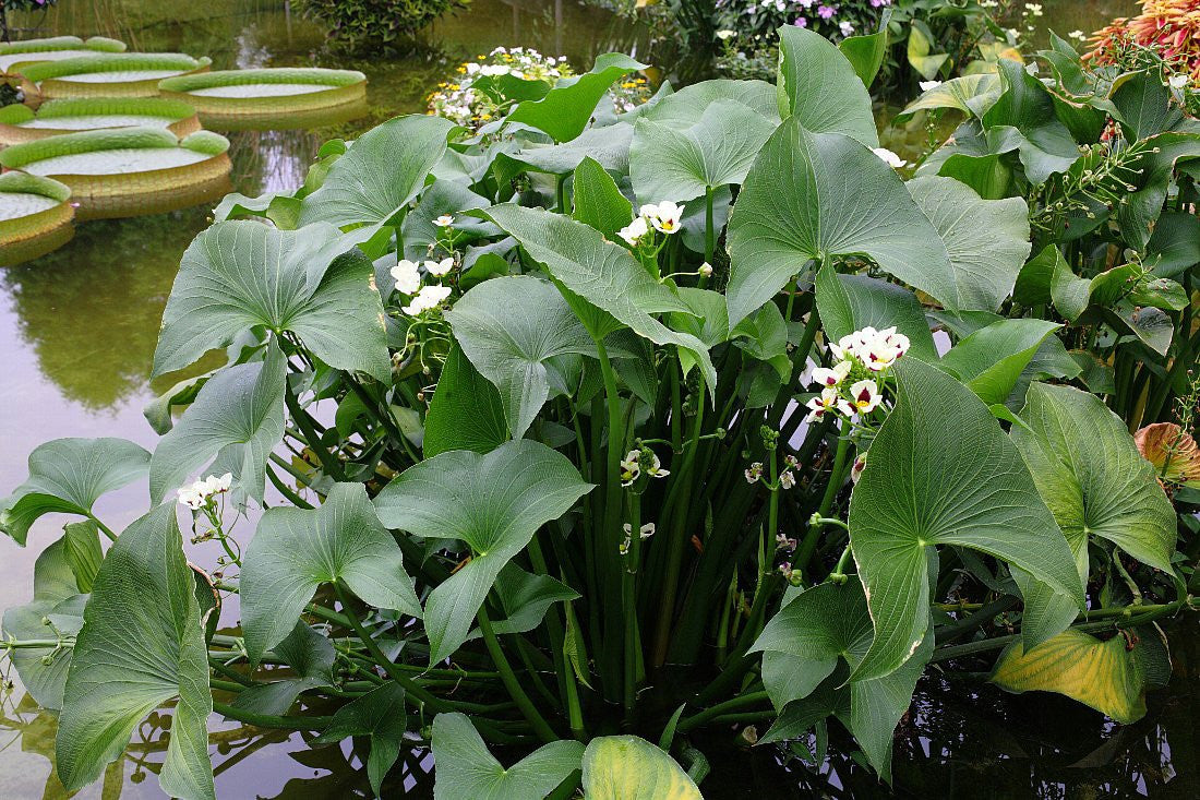 Aztec Arrowhead <br> (Sagittaria Montevidensis) <br> - pondmegastore