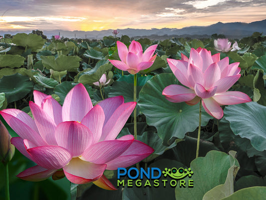Sacred Lotus <br> Tall  <br>  Revered in many countries! <BR> Reserve Now for Spring 2020 Delivery! - pondmegastore