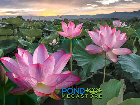 Pink Sacred Lotus <br>  Our most popular Lotus!