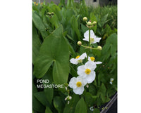 Arrowhead (Native plant)  <br> (Sagittaria Latifolia ) <br> Also known as Duck Potato / Katniss - pondmegastore