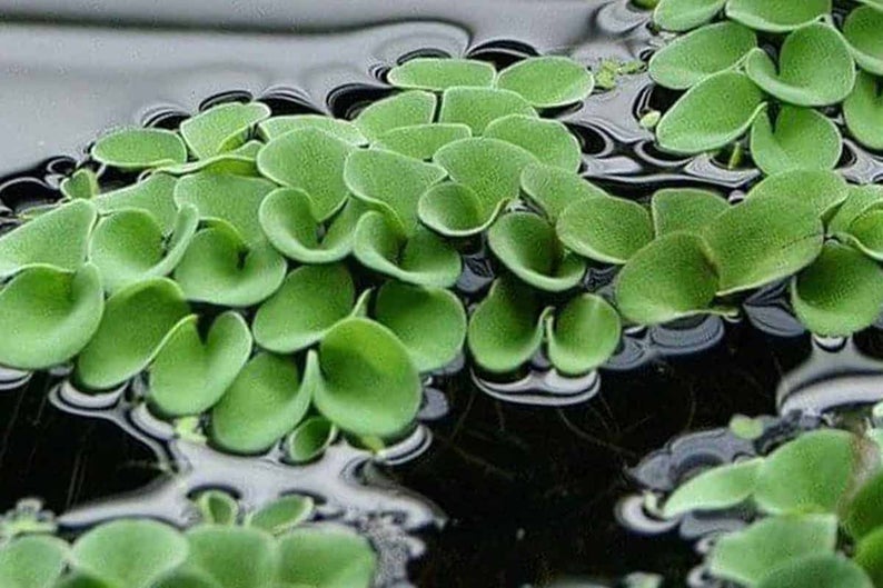 SALVINIA NATANS, FLOATING FERN <br>Choose Portion Size/Weight - Pond Megastore