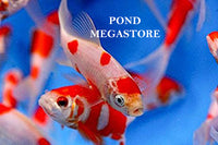 Sarasa Comet (2.5 inch) - pondmegastore
