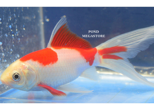 Sarasa Comets (5-6 inch) <br> Excellent for water gardens - pondmegastore