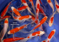 Sarasa Comets (4 inch) - pondmegastore